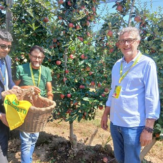 La raccolta della prima mela, con i vertici Coldiretti nell'azienda di Saluzzo di Mauro Rolando