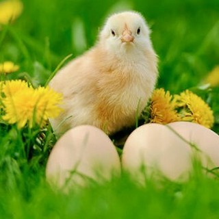 Azienda Agricola Gallo: se il segreto delle uova è tutto nella loro qualità