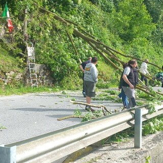 Forte vento ieri in valle Bronda: grosso arbusto cade sulla provinciale tra Pagno e Brondello