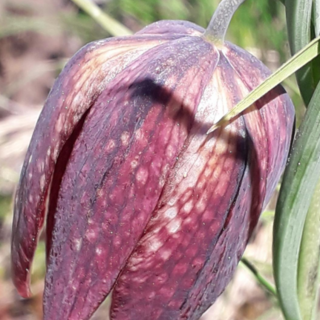 Fritillaria burnatii (Planch.) Backh. &amp; Backh.f. – Meleagride di Burnat