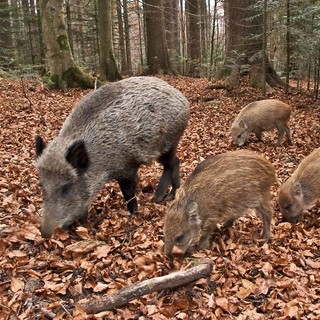 Fauna selvatica, Coldiretti Cuneo: &quot;Quasi un danno su cinque all'agricoltura non sarà risarcito&quot;