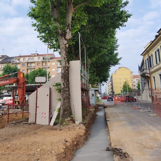 Cuneo, continuano i lavori di rifacimento dello sferisterio: scavi e colate di cemento fatali per la vita degli alberi?
