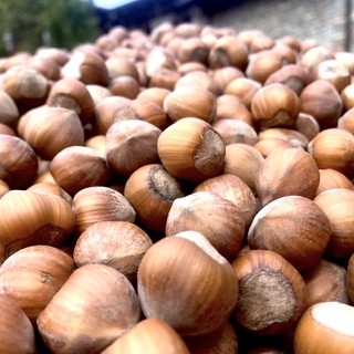 Alla Cascina Nasio di Cravanzana il futuro del nocciolo si incontra con la ricerca