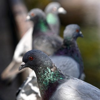 &quot;Grazie allo staff del CRAS di Bernezzo: qualunque animale in difficoltà, dovunque, merita di essere salvato&quot;