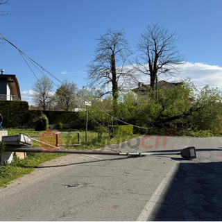 Forte vento a Savigliano: albero di 20 metri cade in Strada Sanità