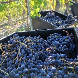 “Stop agli impianti, spazio ai giovani, via a nuovi IGP”: Claudio  Conterno indica la rotta per il futuro del vino piemontese