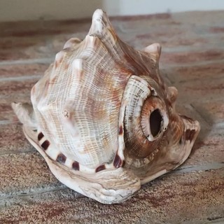 Il “Segreto della conchiglia”: a Magliano Alfieri una caccia al tesoro nel castello tra gioco e curiosità
