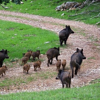 Cinghiali, Coldiretti Cuneo: fondamentale incrementare il depopolamento