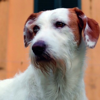 Denuncia dei redditi, Varrone (Cia Cuneo): "Compilazione del modello 730 gratuita per chi adotta un cane o un gatto"