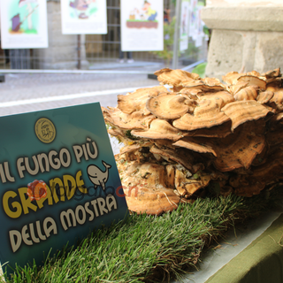 Mostra del Fungo di Ceva: un concorso dedicato ai giovani