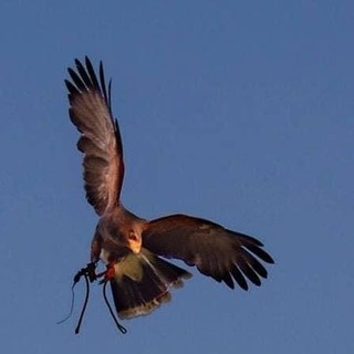 A Prazzo un laboratorio di sostenibilità ambientale sul tema della falconeria