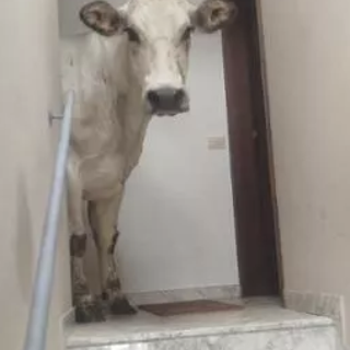 A Limone un bovino entra in un condominio, gli allevatori: &quot;Grazie alle autorità che sono intervenute per aiutarci e ai cittadini per la comprensione&quot;